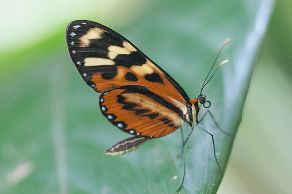 Mechanitis polymnia veritabilis-9431