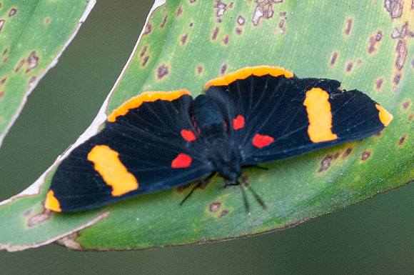 Melanis electron-9465