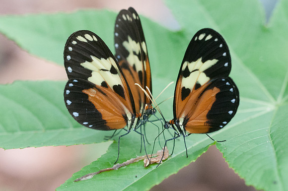 Melinaea idae idae-10