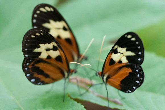 Melinaea idae idae-8842