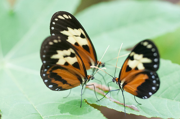 Melinaea idae idae-7-2