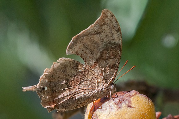 Memphis arginussa -6471