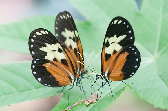 Melinaea idae idae-8895