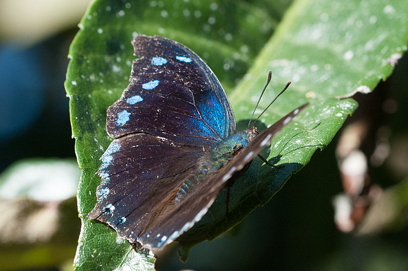 Memphis arginussa-7387