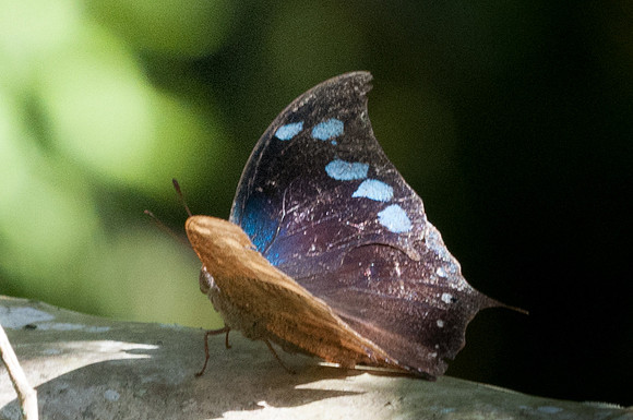 Menphis perenna-1