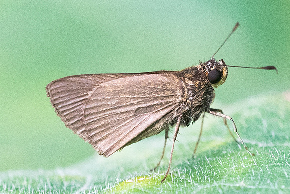 Mnasillus--7384