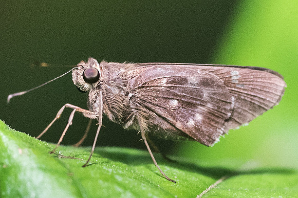 Naevolus orius orius --2890 - Bucaramanga - 16/05/24