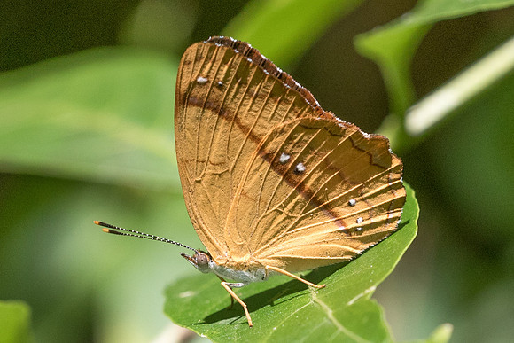 Nica flavilla-3497