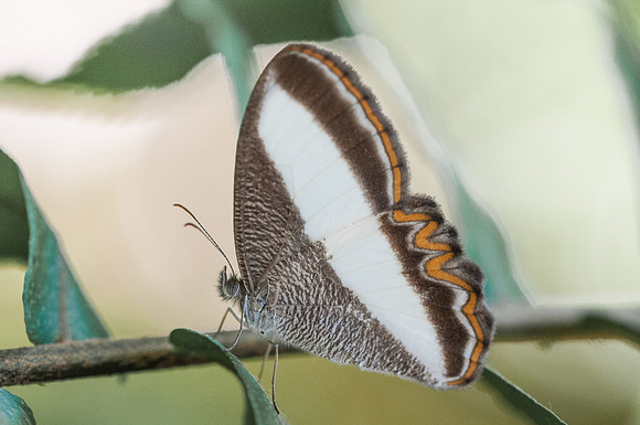 Oressinoma typhla -7468 - Mesa de los Santos - 26/07/15