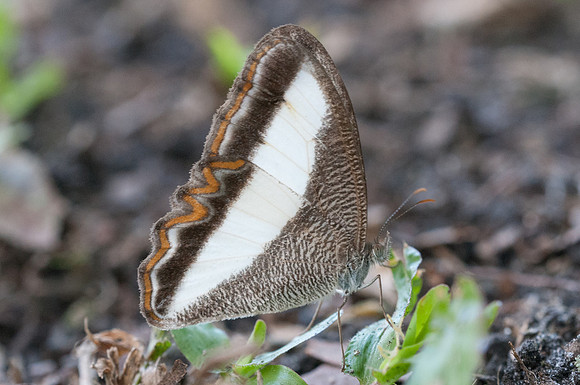 Oressinoma typhla-6520