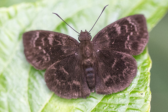 Ouleus fridericus -3338