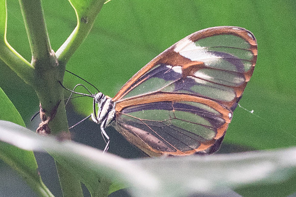 Pagyris cymothoe -2302