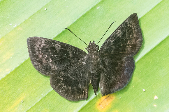 Ouleus fridericus-3452