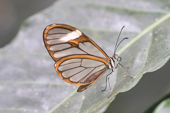 Pagyris cymothoe -2307