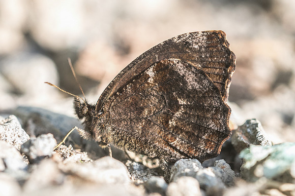 Panyapedaliodes drymaea --7461