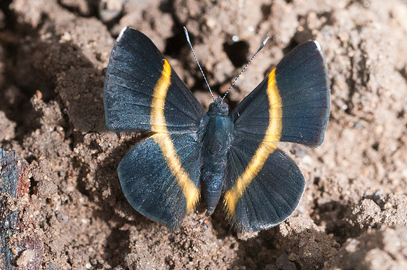 Parcella amarynthina-6322