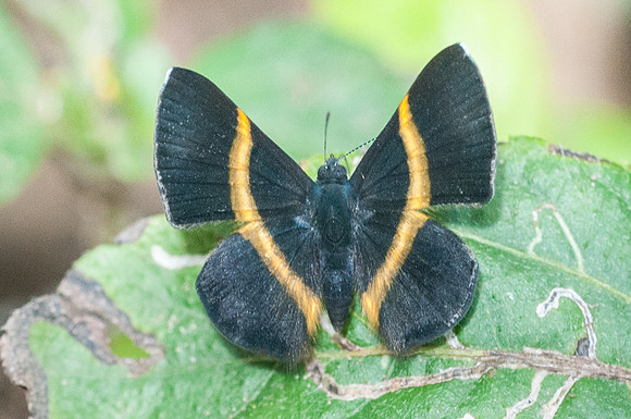 Parcella amarynthina-6325