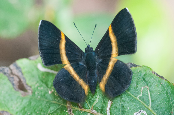 Parcella amarynthina-6329