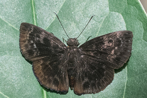 Ouleus fridericus -2951