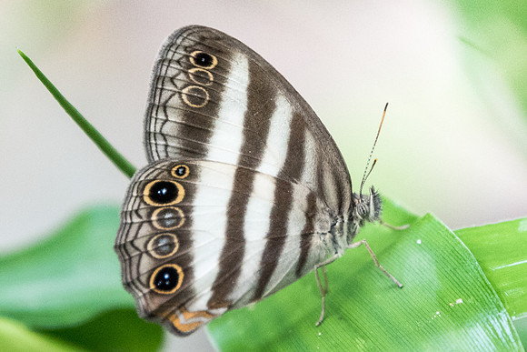 Pareuptychia ocirrhoe-2931
