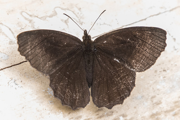 Pedaliodes baccara baccara --7070