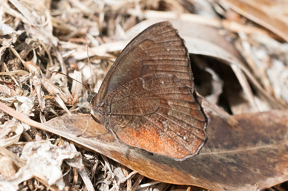 Pedaliodes manis-