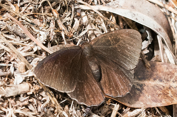 Pedaliodes manis-5030