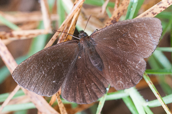 Pedaliodes manis-5064