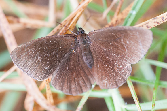 Pedaliodes manis-5067