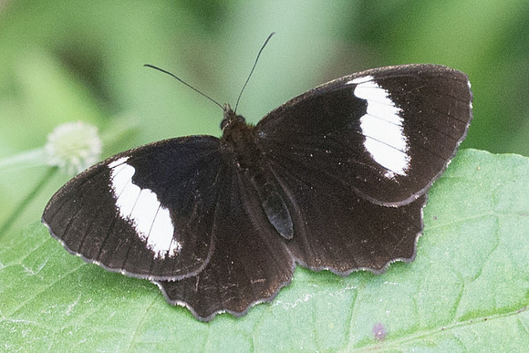 Pedaliodes peucestas magnifica-7400