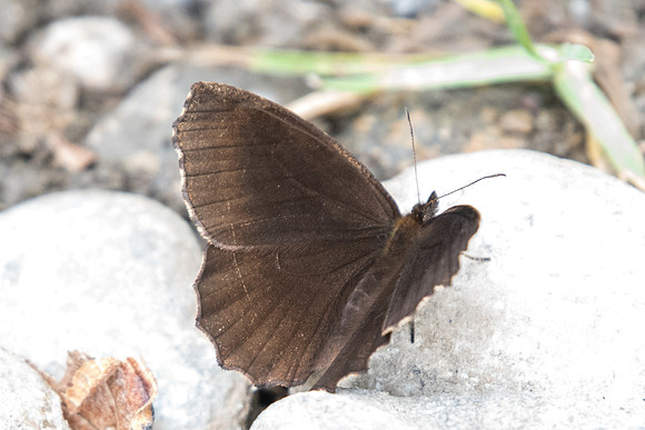 Panyapedaliodes drymaea-5966