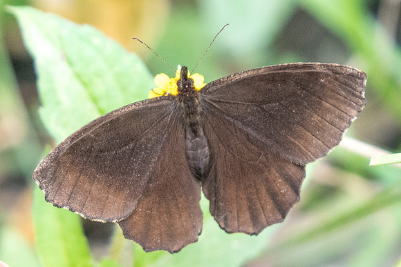 Panyapedaliodes drymaea-5969