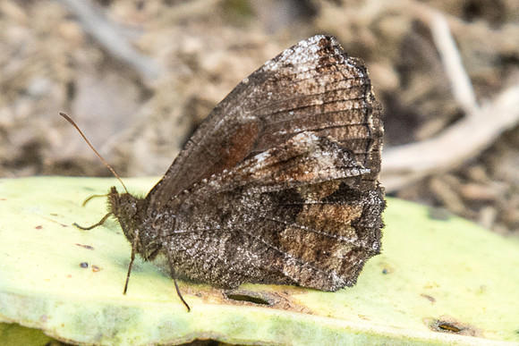 Pedaliodes sp-5954