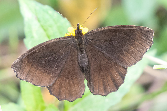 Panyapedaliodes drymaea-5971
