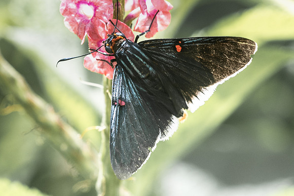 phocides polybius-2531