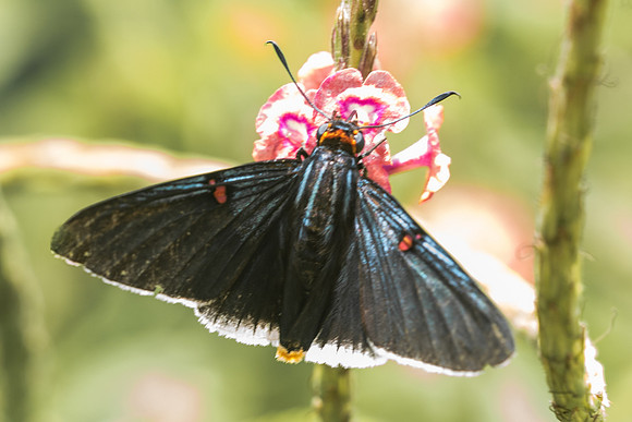Phocides polybius-2578