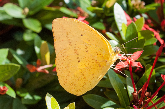 Phoebis argante-8473 - 28/07/15
