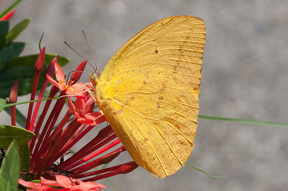 Phoebis argante-8487 - 28/07/15
