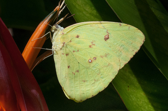 Phoebis sennae --9035