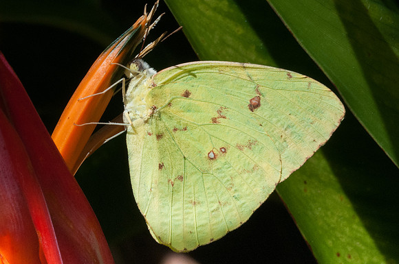 Phoebis sennae --9039
