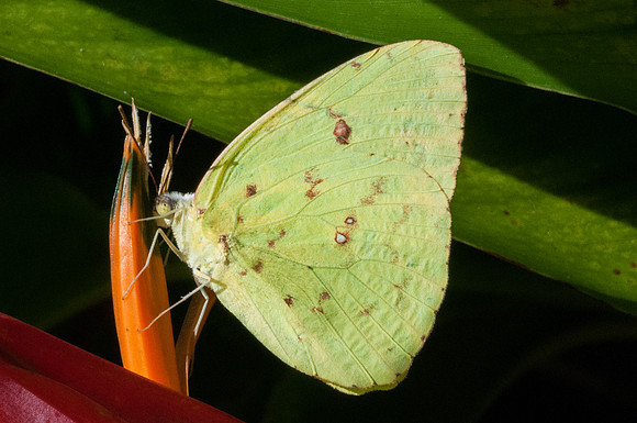 Phoebis sennae --9043