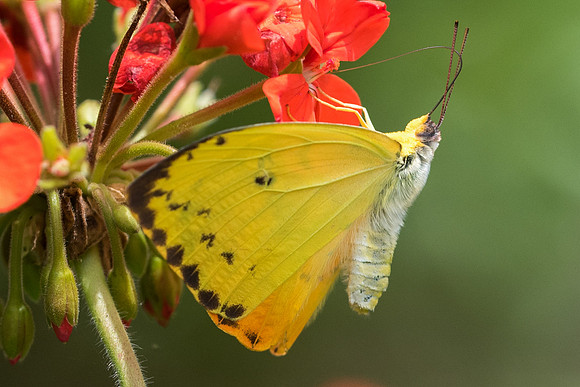 Phoebis sennae marcellina,-2444