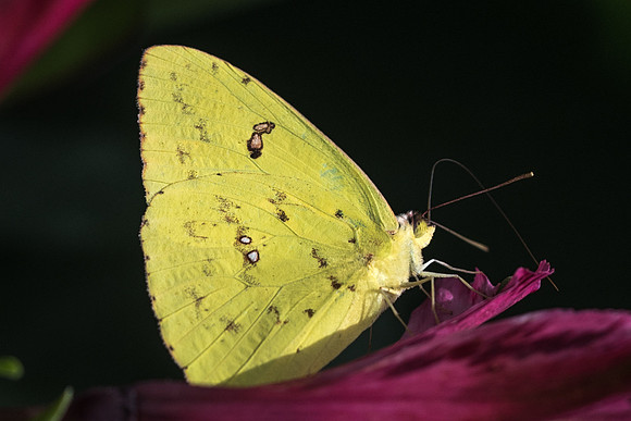 Phoebis sennae-2446
