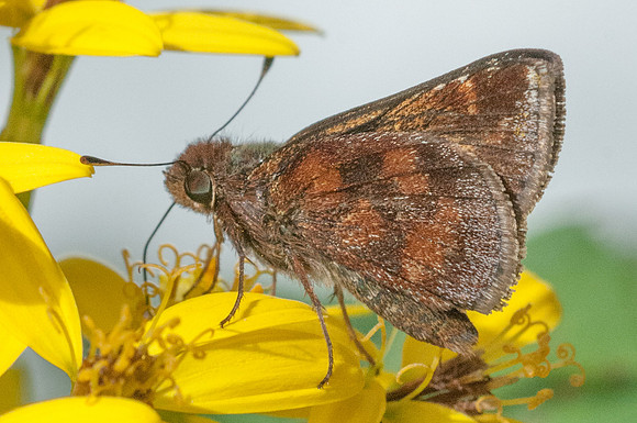 Lon inimica-4381