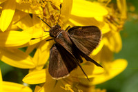 Pompeius pompeius id-5027