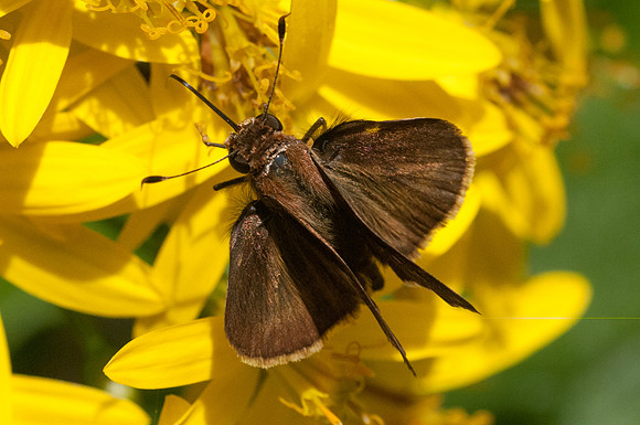 Pompeius pompeius id-5027