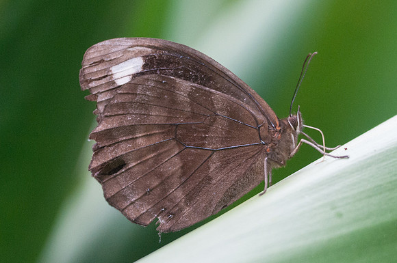 Pronophila unifasciata eugeni-7739 - Mesa de los santos - 26/07/15