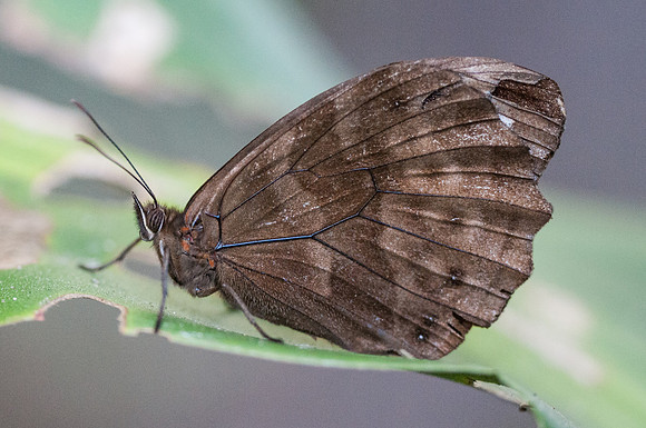 Pronophila unifasciata-6623 - Mesa de los santos - 25/07/15