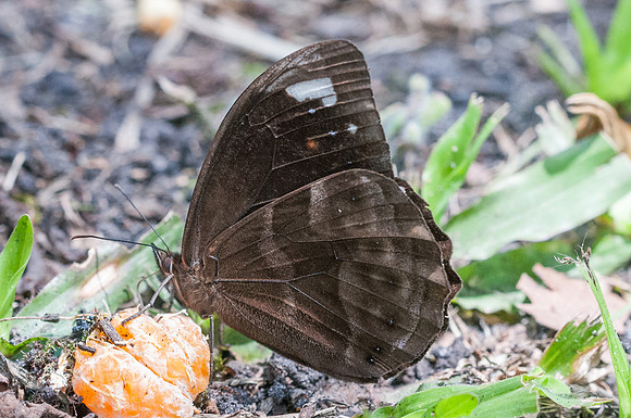 Pronophila unifasciata-7821 - Mesa de los santos - 26/07/15