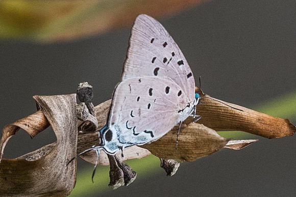 Pseudolycaena marsyas -1877 - Mesa de los santos - 14/05/19